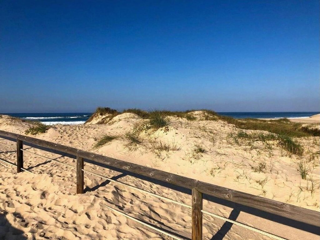 Wild dunes above the ocean