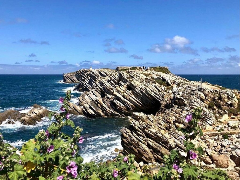 Wild flowers on the cliffs