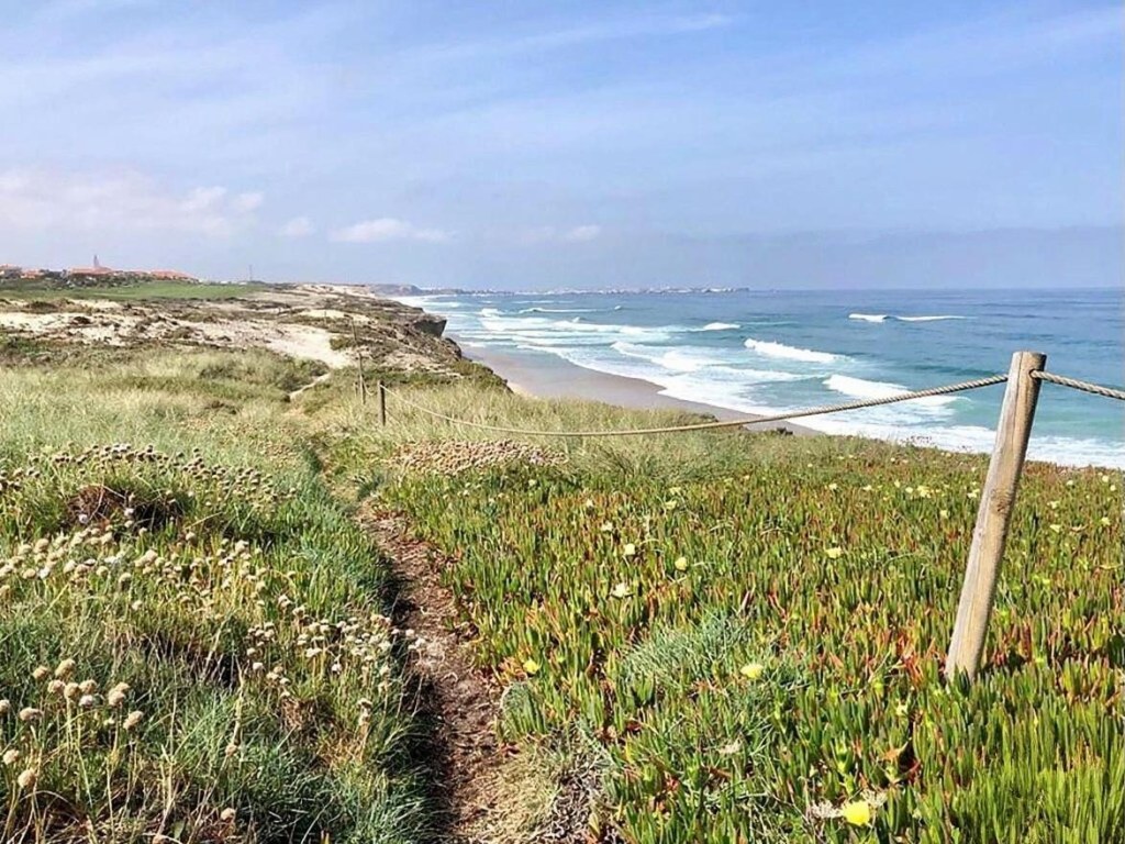 Coastal path through the vegetation